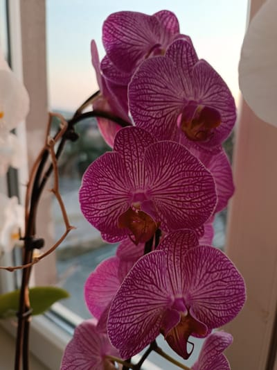 A close-up, eye-level shot captures a blooming branch of magenta orchids with white stripes, set against a softly blurred window view and a pale wall. The orchids are arranged vertically, with the lower ones in sharp focus and the upper ones slightly out of focus. The window frame is visible on the left side, and beyond it, a hint of a pale sky suggests it is either dawn or dusk. The scene appears to be an indoor setting, possibly a windowsill in Vyškov, Czechia, given the context. There are no people or animals present, only the delicate blossoms and their supporting stem.