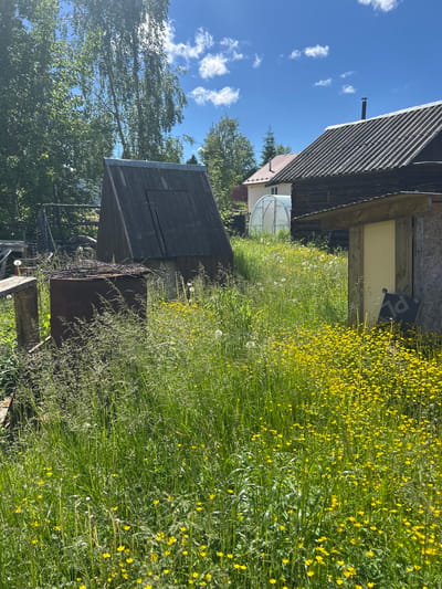 This image shows a rustic outdoor scene in Novozhilovo, Russia, likely a backyard or rural property. The foreground is dominated by tall, green grass and numerous small yellow wildflowers. To the left, a rusty metal barrel is partially obscured by the grass, topped with a bundle of dry twigs. Behind the barrel, a dark wooden, A-frame structure with a metal roof sits partially in shadow. To the right, a smaller, open-sided wooden structure with a light-colored wall is visible, with a dark square object leaning against it. In the background, a greenhouse with a transparent, curved roof and a white frame is situated. Beyond the greenhouse, two houses with corrugated roofs are visible. The house on the right has a dark wooden exterior and a prominent chimney. The house on the left has a lighter colored facade. Several trees, including tall birches with dappled sunlight filtering through their leaves, are scattered throughout the scene. The sky above is blue with scattered white clouds. The overall impression is one of a somewhat unkempt but lived-in rural setting during daytime.