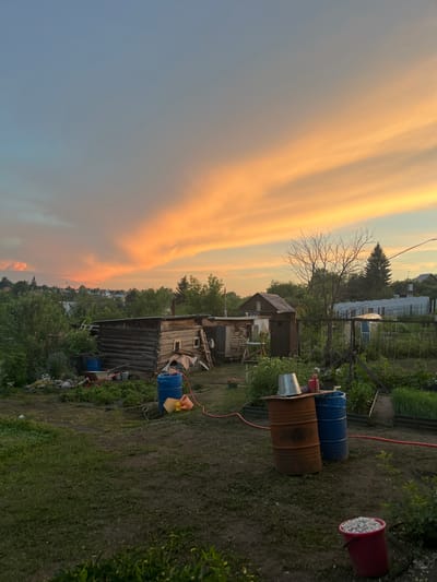 This is a vertical, wide-angle photograph of an outdoor scene at what appears to be a rural homestead or dacha. The sky dominates the left side of the image, filled with dramatic, streaky clouds in shades of orange, yellow, and pale blue, suggesting either sunrise or sunset. The right side of the image depicts a yard with several structures and objects.
In the foreground, there are two large barrels, one rusty brown and the other blue, positioned on uneven ground. A metal bucket sits on top of the brown barrel. To the right, a red bucket filled with white gravel rests on the ground. A red hose is visible snaking across the yard. Behind the barrels, a rustic, wooden outbuilding with a sloping roof is visible, with other dilapidated structures and piles of materials nearby. Further in the background, there is dense greenery, trees, and the roofs of other houses and structures, indicating a populated area, possibly a village or settlement. A thin tree with bare branches stands prominently in the middle ground.
The scene appears to be peaceful and somewhat unkempt, with a focus on functional, outdoor storage and a rustic aesthetic. The lighting suggests it is either early morning or late evening due to the colorful sky. The location context indicates Koniukhi, Russia. There is no visible text in the image.