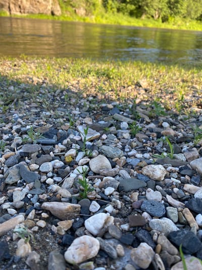 The image depicts a close-up view of a rocky shoreline next to a body of water. The foreground is filled with various sized and colored pebbles, with some small green shoots of grass interspersed. In the mid-ground, a narrow strip of green grass runs along the edge of the water. The water itself is calm with reflections of the sky and surrounding foliage visible on its surface. The background shows a rocky bank and lush green trees. The scene is set outdoors, likely during daylight hours, with the sunlight casting shadows on the ground. There are no people or animals visible in the image. The location is identified as Bol'shearslangulovo, Russia, implying an outdoor environment within or near a natural setting.