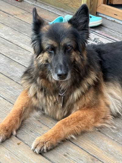A long-haired German Shepherd lies on a wooden deck, its fur a mix of black, tan, and brown. The dog's ears are alert, and its brown eyes gaze directly at the camera. Its front paws are crossed in front of its body, and its tail is not visible. The deck boards are weathered and spaced apart, with a few specks of white debris visible. In the background, two teal-colored slip-on shoes are partially visible, along with a doormat. The overall setting suggests an outdoor living space, possibly a porch or patio. The image does not contain information to place it in Zimyonki, Russia, or any other specific city.