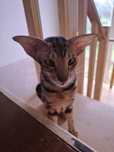 A close-up, eye-level shot captures an oriental shorthair cat with large ears and a tabby coat sitting on wooden stairs. The cat faces forward with a slightly curious expression. The background consists of wooden railings and a blurred view of greenery through a window, suggesting an indoor setting with natural light. The image appears to be taken in a residential area, possibly a home in Таптыково, Russia.