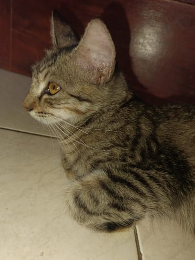 A domestic short-haired tabby cat is depicted resting on a light-colored tiled floor within an indoor environment in Ouderkerk aan de Amstel, Netherlands. The cat displays a brown, grey, and black striped coat, prominent white whiskers, and amber eyes with vertically slit pupils. Its head is oriented to the left, gazing off-camera, while its front paws are curled beneath its body. The background consists of a dark reddish-brown wooden surface, showing discernible grain and shadowed areas, consistent with furniture or wall paneling. The scene is illuminated, highlighting the cat's left profile.