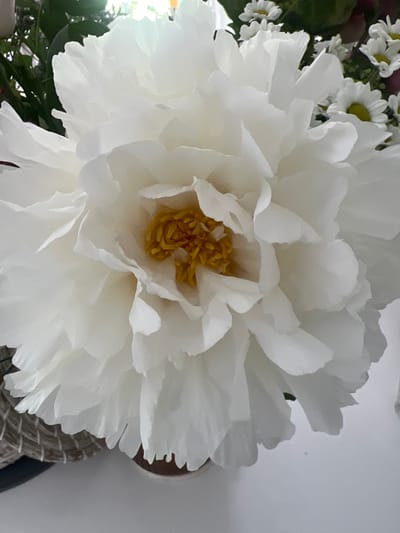A close-up, slightly angled shot showcases a large, white peony flower with delicate, layered petals. The center of the bloom reveals a cluster of bright yellow stamens. To the right and slightly behind the peony, a small bouquet of white daisy-like flowers with yellow centers is visible, along with hints of green foliage and a dark red element, possibly another flower. The peony is partially supported by a woven basket in the lower left corner, which rests on a neutral-colored surface. The overall impression is one of natural beauty and gentle light, with no people or specific urban features visible. The image does not provide any information about its location in Kilpedder, Ireland.