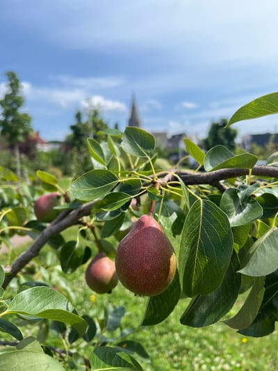 A close-up, eye-level, medium shot captures a pear branch laden with ripe fruit, set against a slightly blurred backdrop of a park-like environment in Denderleeuw, Belgium. In the foreground, a dark, textured branch runs horizontally, adorned with vibrant green leaves and three red pears. The pear closest to the viewer, on the right, is partially in frame, displaying a speckled red skin. Two other pears are visible further back on the branch, one in sharp focus and another slightly blurred. The background features a church spire rising above lush green foliage and buildings, suggesting an urban or semi-urban setting. The sky above is a clear blue with scattered white clouds. The lighting indicates a sunny day, casting soft shadows and highlighting the textures of the leaves and fruit. No people or animals are present in the scene.