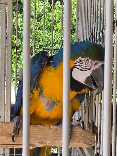 The image shows a close-up of a blue and yellow macaw perched on a wooden beam inside a cage. The parrot's head is tilted and it is looking towards the right. The cage bars are visible, obscuring parts of the parrot and the background. The background consists of lush green foliage. The image appears to be taken outdoors during daylight. There is no indication of Gornje Mrke, Montenegro within the image.