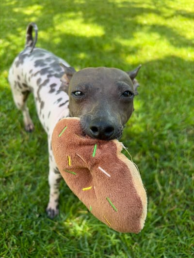 The image shows a dog holding a plush donut toy in its mouth while standing on a grassy lawn. The dog has a spotted coat and is looking directly at the camera. The background is blurred green grass, suggesting an outdoor setting. No location in the city of Малое Верево, Russia can be determined from this image.