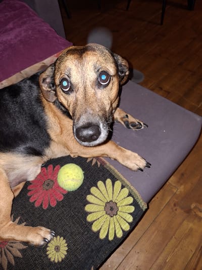 A medium-sized dog with brown and black fur, and bright blue eyes, is lying on a dark gray upholstered bench. A yellow tennis ball is positioned to the left of the dog. The bench is covered with a patterned rug featuring floral designs in red and yellow. The background consists of a wooden floor. The scene appears to be indoors, likely in a residential setting. The location is identified as Medvezhyi Ozyora, Russia.
