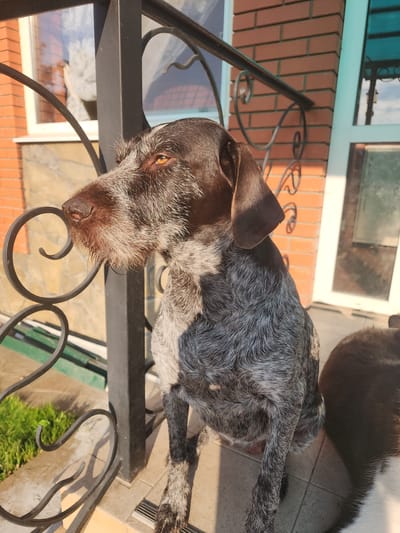 A German Wirehaired Pointer is sitting on a porch in Yuryev-Polsky, Russia, looking off to the left. The dog has brown and grey fur and is facing away from the camera, with its head turned to its left. In the background, there is a red brick building and a black metal railing. Sunlight is shining on the dog and the porch, creating shadows. Another dark-colored dog is partially visible to the right of the main subject.