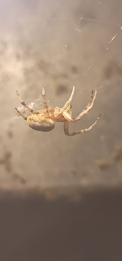 This is a close-up, vertical, eye-level shot of a spider hanging upside down on its web. The spider is an orb-weaver, with a round, mottled brown and yellow abdomen and a lighter-colored cephalothorax. Its eight legs are long and slender, with dark bands and fuzzy hairs, and are splayed out. The spider is positioned in the center of the frame, with its body angled to the left. The background is a blurred, neutral tone of beige and brown, with some faint spider silk strands visible throughout. There are no people or any other recognizable objects or features of the city of Schleißheim, Austria, present in the image.