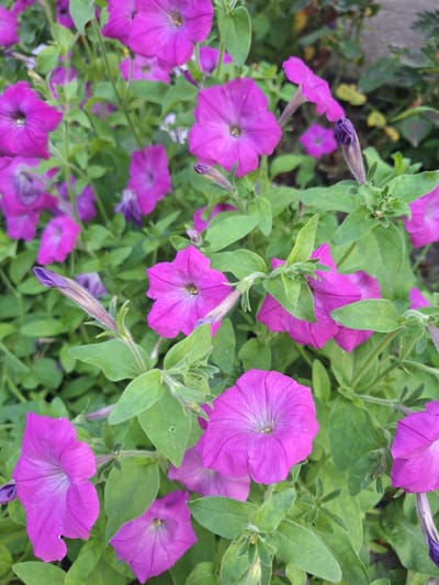 The image shows a close-up view of bright purple petunia flowers in bloom, surrounded by green foliage. The flowers are various shades of purple and pink, with some petals appearing more vibrant than others. The petals are delicate and trumpet-shaped, with visible veins running through them. A few unopened buds, a darker shade of purple, are also visible. The background is a blur of green leaves and some grey, suggesting an outdoor setting, possibly a garden or park. The overall impression is of a lush and vibrant floral display. There are no people or animals in the image. The scene does not provide any specific clues about its location within Nabran, Azerbaijan, beyond being an outdoor floral environment.