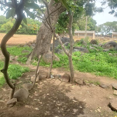 In Ribina East, Nigeria, this outdoor scene features a thick, rough-barked tree trunk prominently in the center, with several thinner, branching trees surrounding it. The ground is a mix of dry, reddish-brown soil and patches of lush green grass, interspersed with numerous rounded, gray boulders of varying sizes. Some of these boulders are arranged in a rough circle. In the background, a dirt field stretches out, bordered by a dense line of green trees, some with hints of orange foliage. Further back, a row of light-colored buildings with grey roofs and windows is visible, suggesting a constructed area within the natural environment. The sky is overcast and bright. The lighting suggests it is daytime, with shadows cast by the trees on the ground. There are no people or animals visible in the frame.