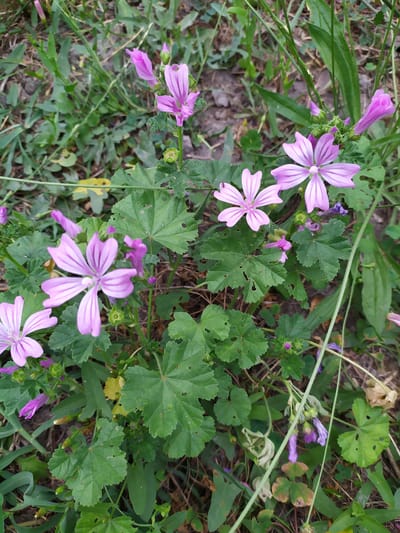 In Мирзамамедгышлаг, Azerbaijan, a cluster of pink mallow flowers with dark purple veins bloom amongst green foliage. The flowers are five-petaled and have a delicate appearance. The leaves are broad and lobed, with some exhibiting small holes. The surrounding environment is grassy and appears to be outdoors, possibly a field or garden. The lighting suggests it is daytime.