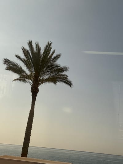 A solitary palm tree stands tall against a pale, overcast sky, its fronds fanning out widely at the top. The trunk of the palm tree is rough and textured, tapering slightly as it reaches the ground. Below the palm tree, a calm, blue ocean stretches to the horizon, meeting the sky in a soft, hazy line. In the foreground, a portion of a light-colored wall or railing is visible, with a dark, textured surface along its top edge. The scene appears to be a coastal area, likely in Mataró, Spain, given the presence of a palm tree and the ocean. There are no people or animals visible in the image. Reflections are visible on the right side of the image, suggesting it may have been taken through a window.