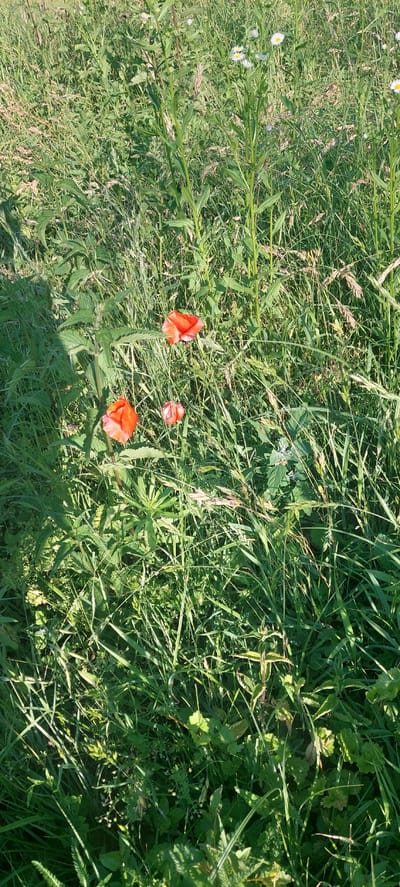 The image depicts a natural outdoor scene, likely a field or meadow, characterized by lush green grass and various wild plants. Three red poppies are prominently featured in the foreground, with two larger blooms on the left and a smaller one slightly to the right and center. The plants are bathed in sunlight, creating shadows and highlights within the dense vegetation. The environment appears untamed and rural, with a mix of tall grasses, leaves, and slender stems reaching upwards. There are no visible people or man-made structures. The setting is consistent with a natural landscape found in or around the village of Voronkiv, Ukraine.