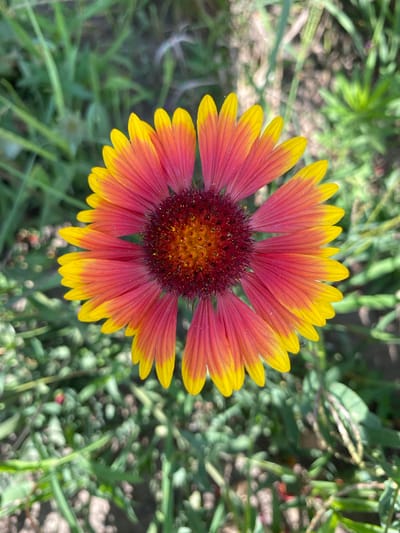 A close-up, top-down view shows a single blooming Gaillardia flower, commonly known as a blanket flower, in Ventsy, Russia. The flower's ray florets transition from a deep red at the center to a vibrant yellow at their tips, creating a striking gradient. The central disk florets are a dark reddish-brown with visible yellow pollen. The flower is positioned centrally, with its petals extending outwards. The background consists of out-of-focus green foliage and some soil, suggesting it is growing outdoors in a garden or natural setting. The lighting indicates a sunny day. There are no people or animals visible in the frame.