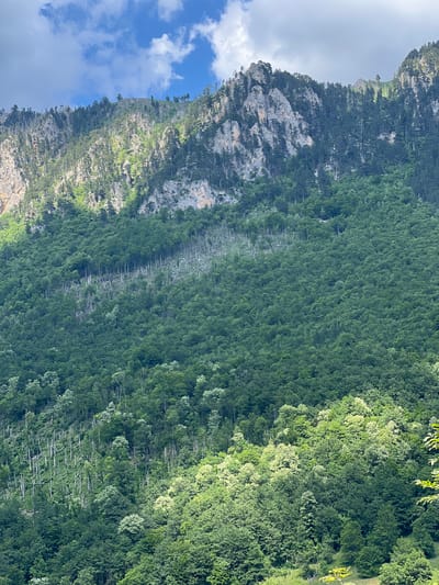 The image shows a dense forest covering a steep mountain slope under a cloudy sky. The forest consists of a variety of green trees, with some areas showing a lighter shade indicating more recent growth or different species. Patches of bare, rocky terrain are visible higher up the mountain, interspersed with trees. In the middle ground, a section of the forest appears to have a high concentration of dead, light-colored trees standing amidst the green foliage, possibly indicating a past event like a fire or disease. The lower part of the image reveals the dense canopy of the forest with sunlight filtering through in some areas. There are no people or structures visible in the scene, which depicts a natural mountain landscape.