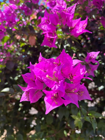 A close-up, vertical, natural light photograph features a cluster of vibrant magenta bougainvillea flowers in the foreground, with their pointed, papery bracts sharply in focus. The flowers are detailed with visible stamens and pistils. Behind the prominent bloom, other bougainvillea flowers and dark green foliage are visible, some in sharp focus and others softly blurred, creating a bokeh effect. The overall background consists of more out-of-focus greenery and bright, circular bokeh highlights, suggesting a sunny outdoor environment. The image does not contain any people, buildings, or specific landmarks to indicate its location within Desa Tambakreja, Indonesia.