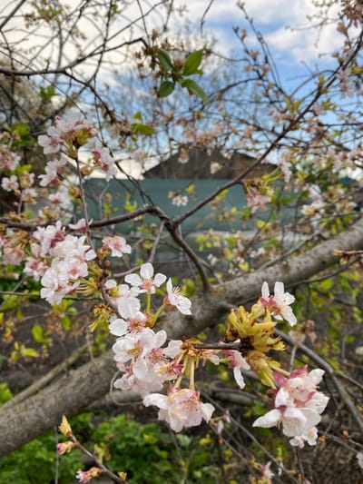 The image shows a close-up of flowering tree branches, likely a cherry blossom or similar species. The blossoms are predominantly white with hints of pink, clustered on the branches. The background is blurred, showing elements of an urban environment with glimpses of buildings and sky. The branches are bare except for the blossoms and some small leaves. The tree appears to be in full bloom. It is not possible to determine the location in the city of Oblivskaya, Russia from this image. There are no people visible in the image.