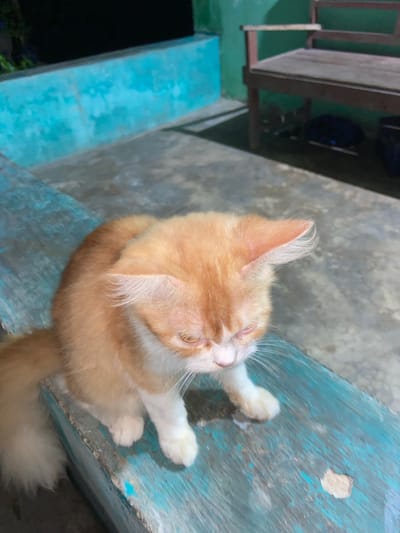 An orange and white cat is sitting on a weathered, turquoise wooden bench in what appears to be an outdoor, possibly residential, setting. The cat is looking down and to its right, with its eyes partially closed. The background features a turquoise wall and a wooden bench with dark wooden legs. The ground is concrete with a mottled gray appearance. The overall lighting suggests it is evening or nighttime. This scene is located in Sekar Mawar, Indonesia.