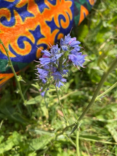 In Yuryevka, Kyrgyzstan, a close-up shot focuses on a cluster of delicate blue and purple flowers with thin, pinkish stamens. The flowers are surrounded by green foliage and stems, with a blurred background. To the left and top of the frame, a portion of a textile is visible, featuring a vibrant pattern of interlocking orange and blue swirls against a darker background. The scene is illuminated by natural light, suggesting an outdoor setting.