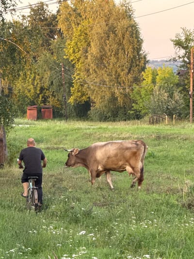 In a grassy field located in the city of Lysaya Gora, Russia, a man is riding a bicycle from the left side of the frame toward the right. The man, wearing a dark t-shirt and dark shorts, is facing away from the camera. To the right of the man, a brown cow is standing in the field, facing the man. In the background, there is a dense line of trees with some of the foliage illuminated by sunlight. Further in the background, there are two small, red wooden structures. The overall scene suggests a rural or semi-rural setting on a clear day.