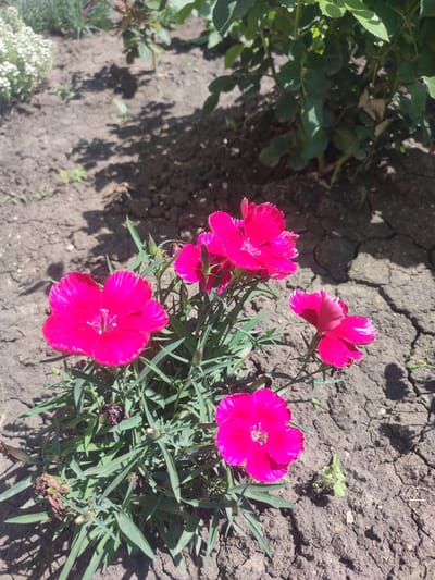 A close-up, eye-level shot captures a cluster of vibrant pink carnations blooming in dry, cracked soil. The flowers, with their distinctive fringed petals, are the central focus. Some petals are solid pink, while others display delicate white stripes near the edges. The plant's green, grass-like foliage surrounds the blooms. In the background, out-of-focus greenery and shadows cast by unseen foliage suggest a garden setting. The scene appears to be outdoors, likely in a residential or public garden space. The cracked earth indicates a dry environment, possibly a warm day. There are no people or animals visible. The overall impression is one of natural beauty and resilience in a challenging environment. This image was taken in Novomarievskaya, Russia.
