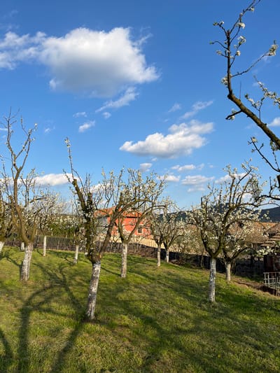 The image depicts a scene in Drinovo, Bulgaria. A row of blooming trees with white flowers lines a grassy area under a bright blue sky with scattered white clouds. The tree trunks are partially painted white. Behind the trees, a building with a red roof is visible. A fence runs parallel to the trees. The grass appears to be slightly overgrown. Sunlight casts shadows of the trees on the grass.