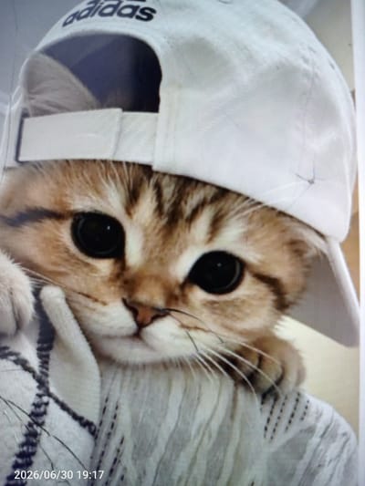 A close-up, waist-up studio portrait shows a tabby cat wearing a white Adidas baseball cap. The cap is tilted forward, obscuring the top of the cat's head and casting a shadow over its eyes. The cat has large, dark, expressive eyes, a pink nose, and prominent white whiskers. Its paws are resting near its face, one paw touching its chin. The cat is wearing a light-colored, textured garment, possibly a sweater or blanket, with a black and white striped pattern visible on its chest. A timestamp "2026/06/30 19:17" is superimposed in the lower left corner of the image. The background is blurred and light-colored, suggesting a neutral studio setting. The image is not located in the city of Жанай, Kazakhstan.