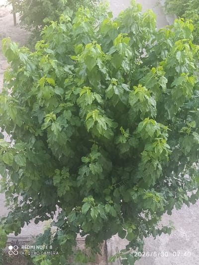 A full-frame, eye-level, vertical shot captures a dense, green shrub or small tree with numerous leaves. The foliage fills most of the frame, with some lighter green leaves at the top and darker green leaves towards the bottom. The background is a light-colored, granular surface, possibly pavement or dirt, with a hint of another darker green shrub or tree visible in the upper left quadrant. In the lower left corner, there is a watermark with the text "REDMI NOTE 8" and "AI QUAD CAMERA". In the lower right corner, a timestamp reads "2026/6/30 07:40". The scene is likely an outdoor setting in an urban environment, possibly Baýramaly, Turkmenistan, given the time stamp format.
