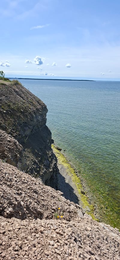 The image is a vertical, eye-level shot of a rugged, rocky cliff overlooking a vast body of clear, greenish water under a bright, partially cloudy blue sky. The cliff face, composed of layers of stone and gravel, slopes downwards from the upper left of the frame to the lower right. Sparse green vegetation and a few small yellow wildflowers are visible on the cliff and its upper edge. A narrow strip of pebbles and green algae lines the base of the cliff where it meets the water. In the distance, a flat, tree-covered horizon stretches across the frame. The scene appears to be Panga Cliff on Saaremaa island, Estonia, a popular tourist destination known for its dramatic coastal landscape. There are no people or discernible actions in the image.