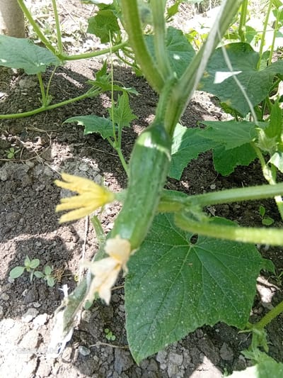 This is a close-up, ground-level shot of a young cucumber plant growing in soil. The focus is on a developing cucumber, a yellow flower, and large green leaves. The cucumber is elongated and green, with lighter stripes. A delicate yellow flower with multiple petals is positioned to the left of the cucumber. The plant's stem is thick and green, with fine hairs visible. Large, textured green leaves with visible veins spread out around the stem. The soil appears dark and moist, with some small pebbles and scattered dry plant matter. The background is blurred but suggests more greenery and sunlight filtering through. The image was taken in Kojo-Aryk, Kyrgyzstan, likely outdoors in a garden or field.