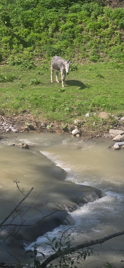The image depicts a rural scene in Beli Osam, Bulgaria, under direct sunlight, indicated by a prominent shadow cast by a large animal. In the upper-midground, a single donkey with mottled grey and white fur stands on a grassy slope, facing towards the viewer. The slope is densely covered with bright green vegetation and grass, extending upwards to a more thickly forested or bushy hillside in the background. In the foreground, a river with brownish-tan, somewhat turbid water flows from left to right, with rapids forming over dark, submerged rocks. The immediate riverbank on the viewer's side is composed of grass, dirt, and scattered rocks, with some visible debris. Dark, bare tree branches and some green foliage partially obscure the bottom-most portion of the river and foreground.