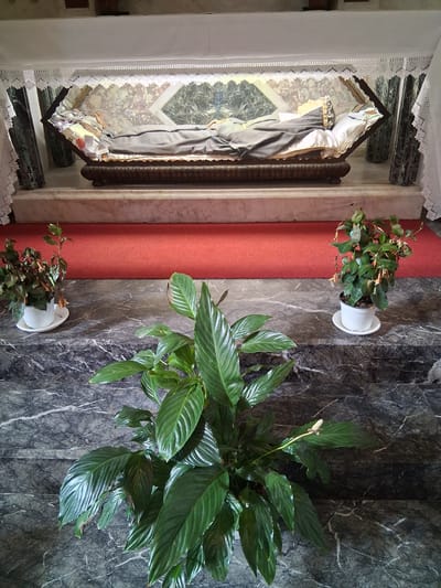 A glass-topped reliquary containing the body of a saint, believed to be Saint Rita of Cascia, is displayed in a church in Padua, Italy. The reliquary is adorned with lace and sits on a marble altar. The saint is dressed in grey robes and a crown. Potted plants are placed near the altar, including a large peace lily and a smaller potted plant with green leaves. The scene appears to be indoors, likely in a dimly lit church, suggested by the marble walls and the focus on the illuminated reliquary. The time of day cannot be determined. There is no visible text in the image.