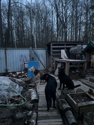 This image presents an outdoor scene at Ильинская Поляна Снт, Russia, likely during a cold season such as late autumn or early spring, given the bare trees against a pale, overcast sky. The view is slightly angled downwards, revealing a rustic backyard or property area.
The primary subjects are three dogs. Two black dogs stand on a wooden deck or platform in the foreground and midground. One is positioned near a wooden planter box filled with twigs and leaves, while the other is slightly further back. A third dog, light brown or tan, stands to the left, looking towards the ground next to a prominent blue metal barrel.
The setting includes various structures and objects. A corrugated metal fence runs across the midground, separating the immediate area from a dense grove of leafless trees in the background. On the left, a rough wooden shed or shelter is visible, with a metal bowl and a light-colored cloth draped over its frame. The ground in the foreground is cluttered with numerous logs, possibly firewood, some appearing to be birch, and pieces of white plastic sheeting. A green garden hose lies coiled among these items. Red-handled tools, possibly shovels or rakes, are propped against the blue barrel and the fence.
The dogs appear calm, simply standing in the outdoor space. There is no specific activity or event taking place, but rather a candid snapshot of daily life. The light suggests either early morning or late afternoon, or a consistently dull, grey day. The overall atmosphere is functional and utilitarian. No visible text can be identified in the image.