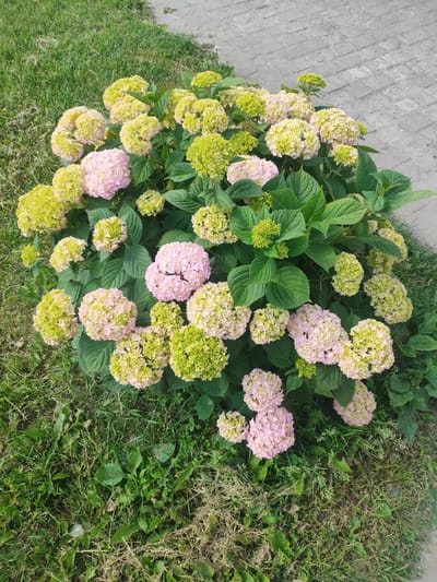 A bush of hydrangeas with pink and green flower clusters is pictured outdoors. The bush has large, green leaves. The ground surrounding the bush is covered with grass, some of which is dry and brown. To the right of the bush, there is a paved area made of grey rectangular bricks. The image is taken from a high angle, looking down at the bush. The lighting suggests it is daytime, likely sunny. The specific location in Homyel, Belarus cannot be determined from the image alone.
