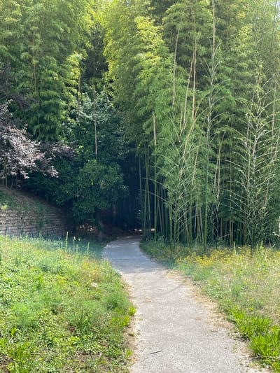 The image depicts a narrow, paved pathway winding through a lush green landscape. To the left, a dense wall of bamboo trees forms a natural barrier, their tall, slender stalks reaching towards the sky. The bamboo leaves are a vibrant green, catching the sunlight and creating a dappled effect. To the right of the path, wild grasses and small yellow wildflowers grow abundantly, their delicate blooms adding touches of color to the scene.
The path appears to be a walking trail, likely in a park or natural reserve. The overall impression is one of tranquility and natural beauty. The lighting suggests it is daytime, with the sun casting shadows and illuminating the foliage. There are no people or objects visible on the path or in the surrounding vegetation, emphasizing the natural, untouched feel of the location. A low stone wall is visible along the edge of the path in the lower left portion of the image, suggesting the pathway is in an area that has been somewhat landscaped or maintained. The scene conveys a sense of peace and serenity, inviting exploration of the natural surroundings.
