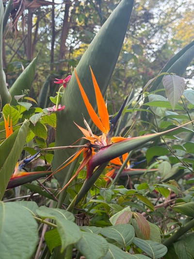 The image displays a close-up view of lush vegetation featuring multiple Bird of Paradise (Strelitzia reginae) flowers in an outdoor setting within the Sdot Negev Regional Council, Israel. The central flower, positioned in the mid-right, showcases prominent bright orange sepals and dark blue petals emerging from a green, boat-shaped spathe with a distinct reddish-purple hue at its base. A second Bird of Paradise bloom, partially visible on the left, exhibits similar orange and blue coloration. Surrounding these are numerous large, lanceolate green leaves belonging to the Bird of Paradise plants, interspersed with other smaller green foliage, some displaying reddish young leaves towards the bottom right. A cluster of small pink flowers, characterized by their elongated central structures, is present near the upper left Bird of Paradise spathe. The background is rendered out of focus, revealing dappled sunlight filtering through distant vegetation, producing a bokeh effect. The entire scene is illuminated by natural daylight.