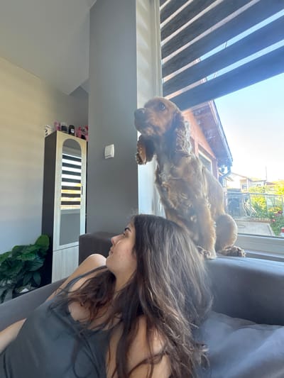 A brown cocker spaniel dog is perched on a windowsill, looking upwards. Below the dog, a young woman with long brown hair is lying on a dark grey sofa, also looking up towards the dog. The windowsill is behind the dog, and through it, an outdoor scene with houses and greenery is visible. The room appears to be a living space, with a tall, narrow cabinet with a mirrored door visible in the background, to the left of the dog. The scene is lit by natural light coming from the window. The overall impression is one of a domestic setting.