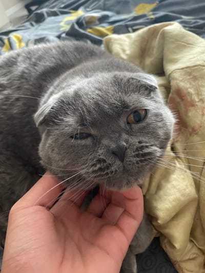A close-up, high-angle shot shows a grey Scottish Fold cat lying on a bed, with its face near a human hand. The cat's left eye is partially closed, and its right eye is open, revealing a light brown iris. The cat's ears are folded forward. The hand is positioned below the cat's chin, gently stroking it. The background consists of patterned bedding in shades of grey and yellow, and a creased yellow blanket. The scene appears to be indoors, likely in a bedroom. No specific location in Kamyshlov, Russia, can be determined from the image.