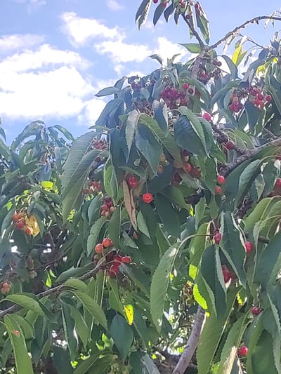 The image is a close-up shot of a cherry tree laden with ripe cherries, set against a backdrop of a bright blue sky with scattered white clouds. The cherries are a deep red to pinkish hue and hang in clusters from the branches, surrounded by lush green leaves. The sunlight filters through the leaves, creating highlights and shadows, and some of the leaves appear to be slightly yellowed, indicating ripeness or the season. The tree branches are visible, some thick and woody, others slender and supporting the fruit. The scene is natural and appears to be outdoors. No people or man-made structures are visible in the immediate frame. The specific location in Egnatia Municipal Unit, Greece, is not discernible from the visual information provided in the image alone.