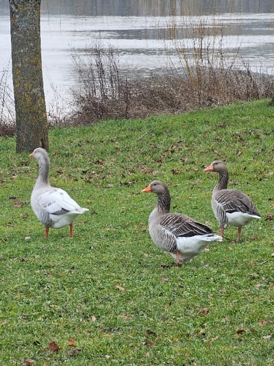 The scene, located in Bech-Kleinmacher, Luxembourg, features three geese on a grassy embankment next to a body of water. A tree trunk with grey-brown bark is positioned on the left side of the frame. The ground is covered with green grass, interspersed with scattered brown leaves.
From left to right, the three geese are arranged across the midground. The leftmost goose is predominantly white with subtle grey markings on its wings, standing on visible orange legs and oriented to the left. The central goose, positioned slightly forward, is grey with white underparts, an orange beak, and orange legs, also facing left. The third goose, situated further right and slightly behind, displays similar grey and white plumage, with its head partially obscured by its body, facing left. All three geese appear stationary on the grass.
In the background, a body of water with a rippled, greyish-white surface stretches horizontally. The water's edge is lined with dry, light brown reeds and sparse brush. The sky is not visible.