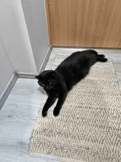 A black cat is lying on a rug in front of a wooden door. The cat is stretched out on its stomach, with its paws extended in front of it. The rug is light-colored and has a diamond pattern. The floor is made of light-colored wood planks. A gray wall is visible to the left of the cat. The scene appears to be indoors, possibly in a hallway. The lighting suggests it could be daytime, but there are no clear indicators of weather conditions. The cat's expression is difficult to discern, but it appears relaxed. There is no visible text in the image.