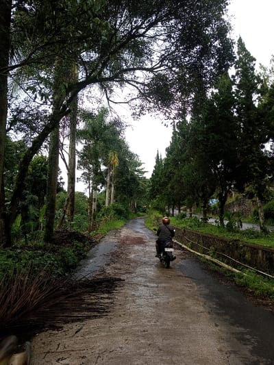A person rides a motorbike down a narrow asphalt road lined with trees. The trees on the left are a mix of tropical foliage, while the trees on the right are tall and coniferous. A low wall runs along the right side of the road. The road is damp and somewhat cracked, suggesting recent rain. The scene evokes a sense of solitude and rural travel.