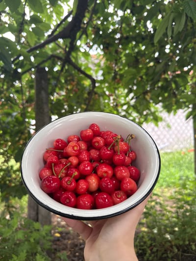 A hand holds a white enamel bowl filled with bright red cherries outdoors. The bowl has a black rim and is positioned in the foreground, taking up a significant portion of the frame. The cherries are plump and glossy, with some still attached to their stems. Behind the bowl, a blurred backdrop of green foliage and tree branches suggests a natural setting, possibly a garden or orchard. The background also shows a glimpse of a fence and a hint of a building, all softly out of focus. The image appears to have been taken during daylight. The location is Koniovets, Bulgaria.