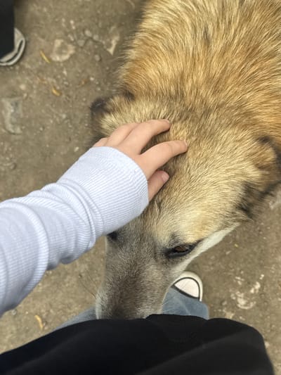 A close-up, high-angle shot shows a person petting a dog in an outdoor setting.

A hand, adorned with a light blue long-sleeved ribbed garment, rests on the dog's head. The dog has a tan and gray coat.

The person wears blue jeans, a black article of clothing, and black and white sneakers. The ground is concrete.

The location cannot be confirmed based on the visual information.