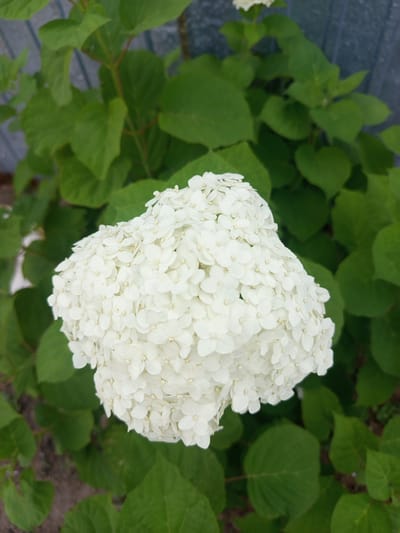 The image displays a close-up of a white hydrangea flower with a dense cluster of small blooms. The flower is surrounded by vibrant green foliage. In the background, a weathered fence or wall is partially visible, with vertical panels. The ground beneath the plant appears to be a mix of soil and scattered debris. The lighting suggests it is daytime, with natural light illuminating the scene. The scene is consistent with an outdoor setting, likely a garden or yard in the city of Кенжекөл, Kazakhstan. There are no people or animals visible in the image.