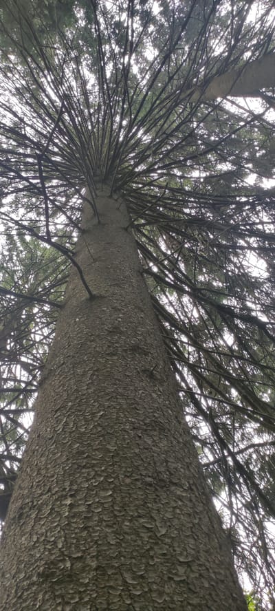 The image is a low-angle, close-up shot of the textured bark and branches of a large coniferous tree, likely a spruce or fir, seen from below. The trunk is dominant in the foreground, with its rough, scaly bark filling the lower portion of the frame. Numerous branches extend outwards and upwards from the trunk, creating a dense canopy of dark, thin limbs against a bright, overcast sky. The image composition emphasizes the upward reach of the tree. There are no people or discernible man-made structures in the image. The setting appears to be a natural environment, such as a forest or park, without specific identifying landmarks of Angelovo, Russia.