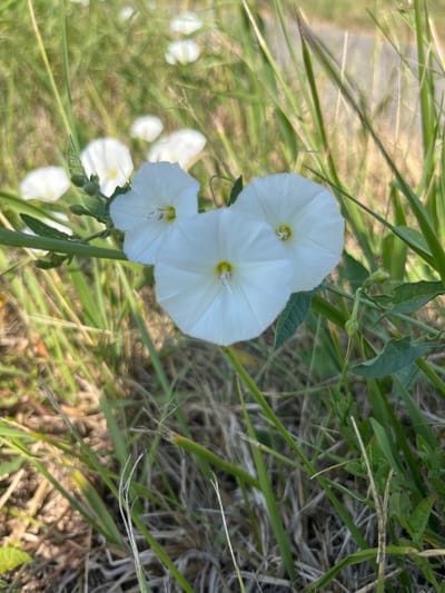 This media file is a close-up, slightly tilted shot of several white bindweed flowers blooming amongst green grass. Three prominent flowers are in focus, with their trumpet-shaped petals spread open, revealing yellow centers. Smaller, out-of-focus white flowers are visible in the background, suggesting a patch of blooming bindweed. The background is a blur of green grass and dry, straw-like vegetation, with dappled sunlight creating bright highlights. The scene appears to be outdoors, likely in a natural setting like a field or a roadside, given the presence of grass and weeds. There are no people or animals visible, and no text is present. The lighting suggests it is daytime, with natural sunlight. The overall mood is peaceful and natural, highlighting the delicate beauty of the flowers. The location context provided is Holíč, Slovakia, which implies this is a scene from that region.