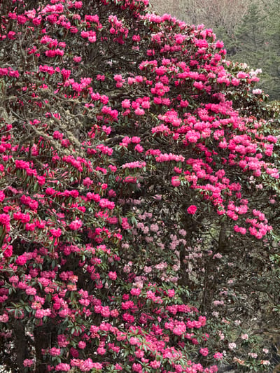 The image presents a vibrant and dense close-up view of a large rhododendron bush or tree in full bloom, characteristic of the spring season in mountainous regions like Namche Bazaar, Nepal. The scene is dominated by countless clusters of pink and magenta flowers, which densely cover the plant's branches and foliage.
The flowers display a spectrum of pink hues, ranging from vivid, deep magenta, particularly prominent in the lower and left sections of the image, to softer, lighter pinks and occasional whitish blooms, noticeable towards the upper right and central areas of the plant. These bell-shaped or trumpet-shaped flowers are tightly packed in clusters, creating a rich and textured floral tapestry.
Dark green leaves are interspersed among the blossoms, providing a natural contrast to the bright floral display. The tree's branches are gnarled and dark, with some visible sections covered in what appears to be moss or lichen, suggesting an older, established plant thriving in its natural habitat.
The background consists of a blurred forest, featuring muted green and brown tones of other trees and natural vegetation. This soft-focus background places the rhododendron firmly within a natural, likely mountainous or hilly landscape. The lighting indicates it is daytime, with ample illumination highlighting the vibrant colors of the flowers. No text is visible in the media file. The image captures the breathtaking beauty of rhododendrons blooming in their natural environment in Namche Bazaar, Nepal.